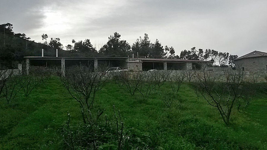 prunes trees surrounded by high green grass with 'Gripioti Farm' stone building in the background